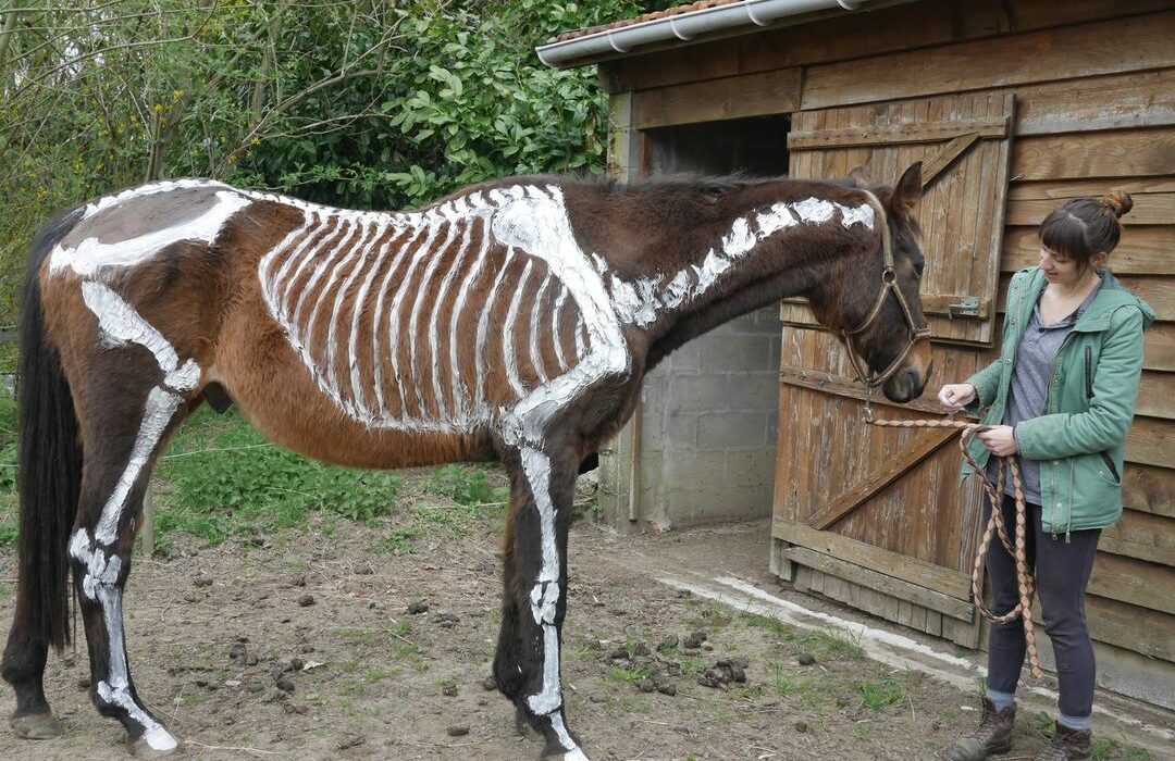 peinture sur cheval pour les repères anatomiques !